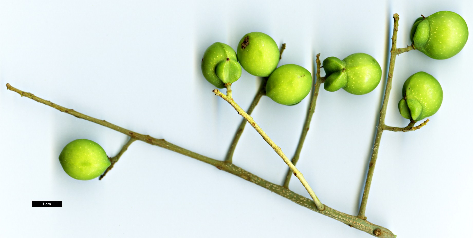 High resolution image: Family: Sapindaceae - Genus: Sapindus - Taxon: mukorossi